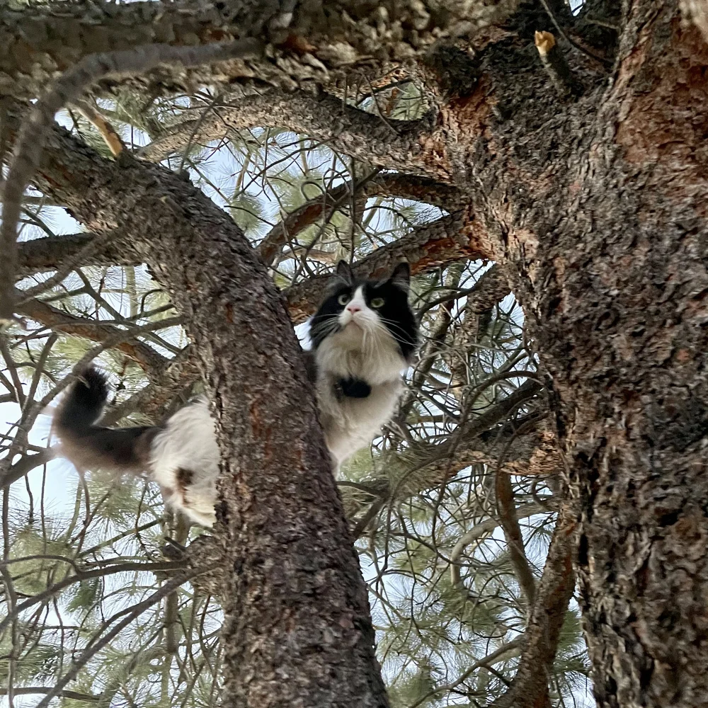 Mav Tree Climbing