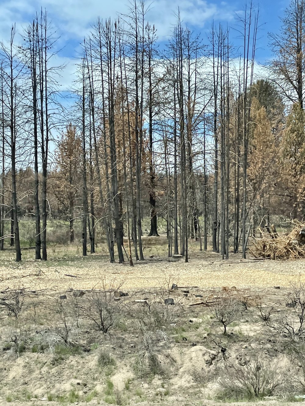 Burnt Oregon Forest