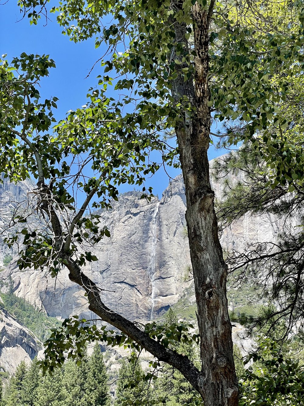 YosemiteFalls4.jpg