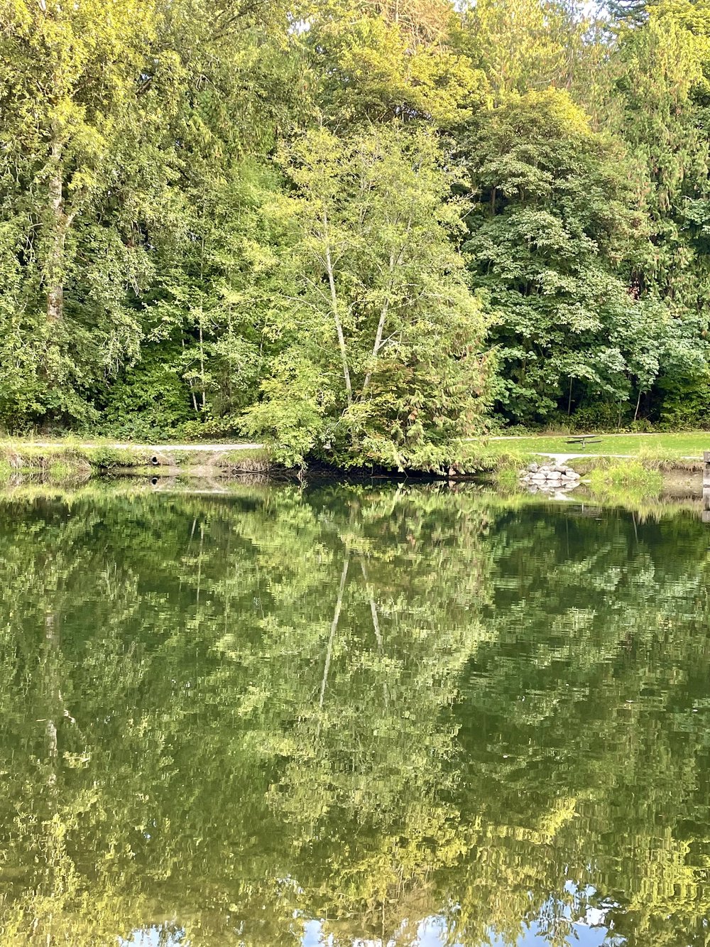 Derby Pond Reflections