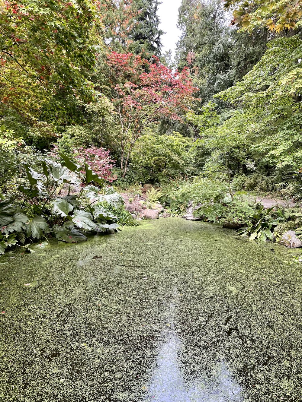 Japanese Pond