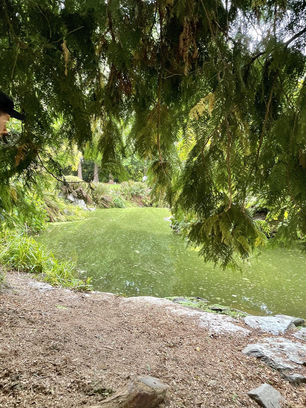 Hidden Pond