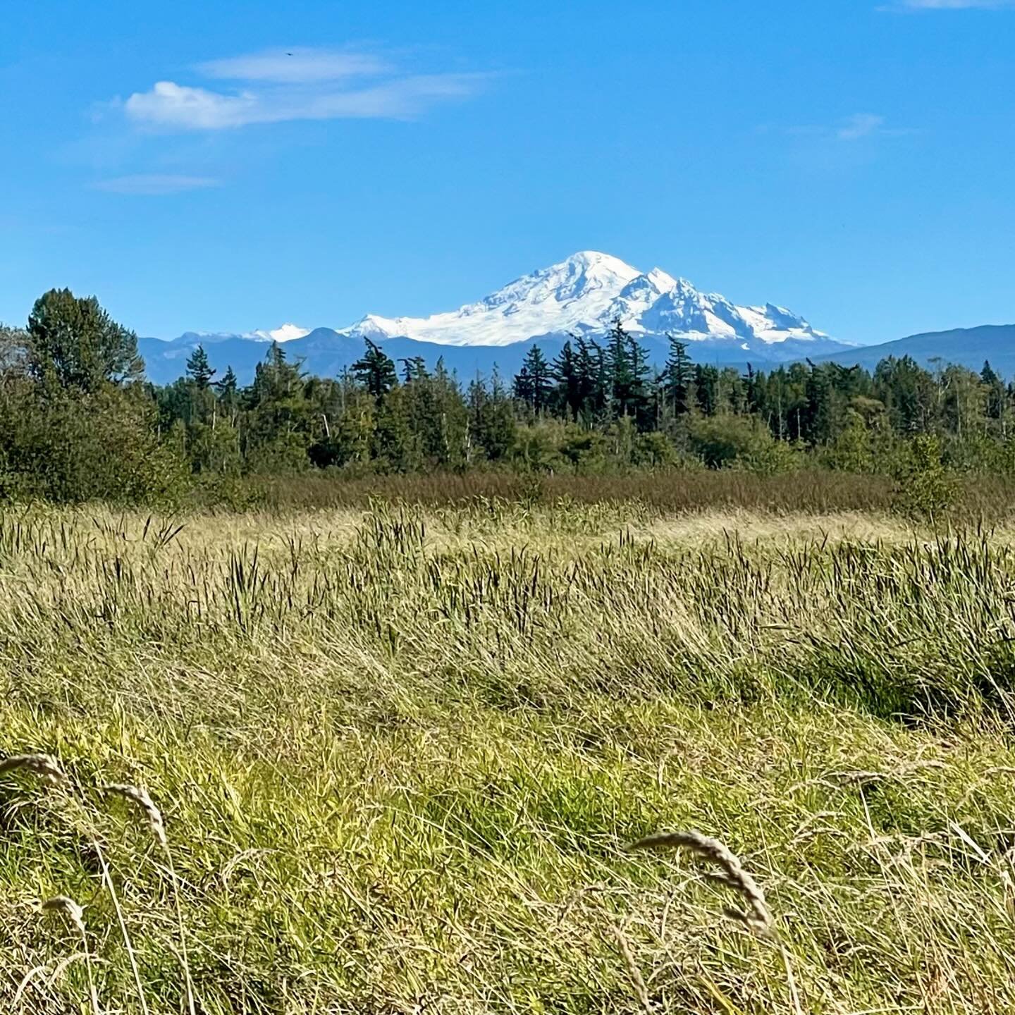 Tennant Lake in Ferndale is a wonderful place to enjoy a lovely fragrance garden full of blooming flowers and a cool boardwalk trail through the wetlands that&rsquo;s only a 0.7 mile loop. On clear sunny days, you can see majestic Mount Baker looming