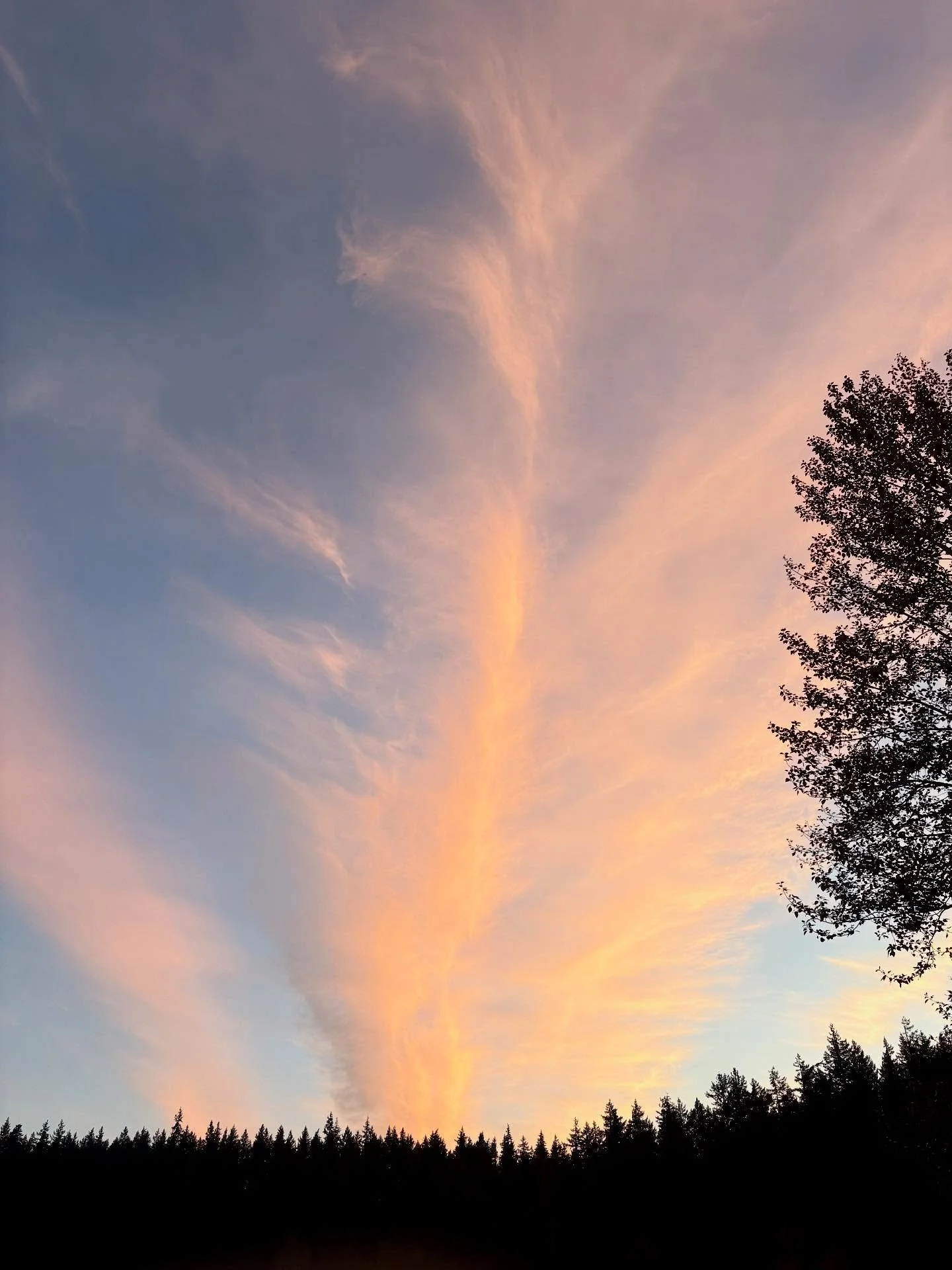 The last set of photos from my walk around Lake Padden last week (10/07)! That feathery cirrus cloud really lit up the sky! π§‘