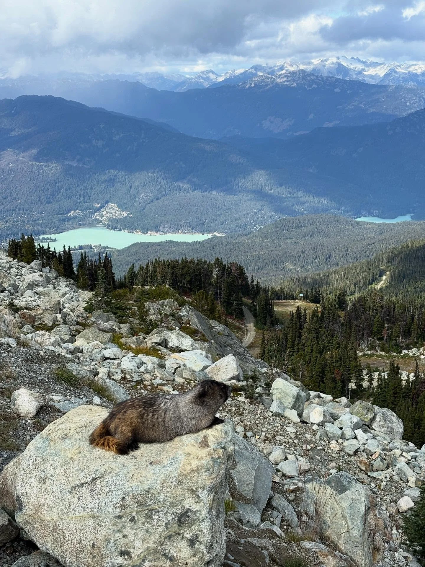 Sea To Sky Highway Van Rally
Day 4 — Part 8
The marmots on the top of Blackcomb are way too cute not to post more pictures, especially since they basically model for the tourists on the rocks with the gorgeous backdrop! The hoary marmot is a la