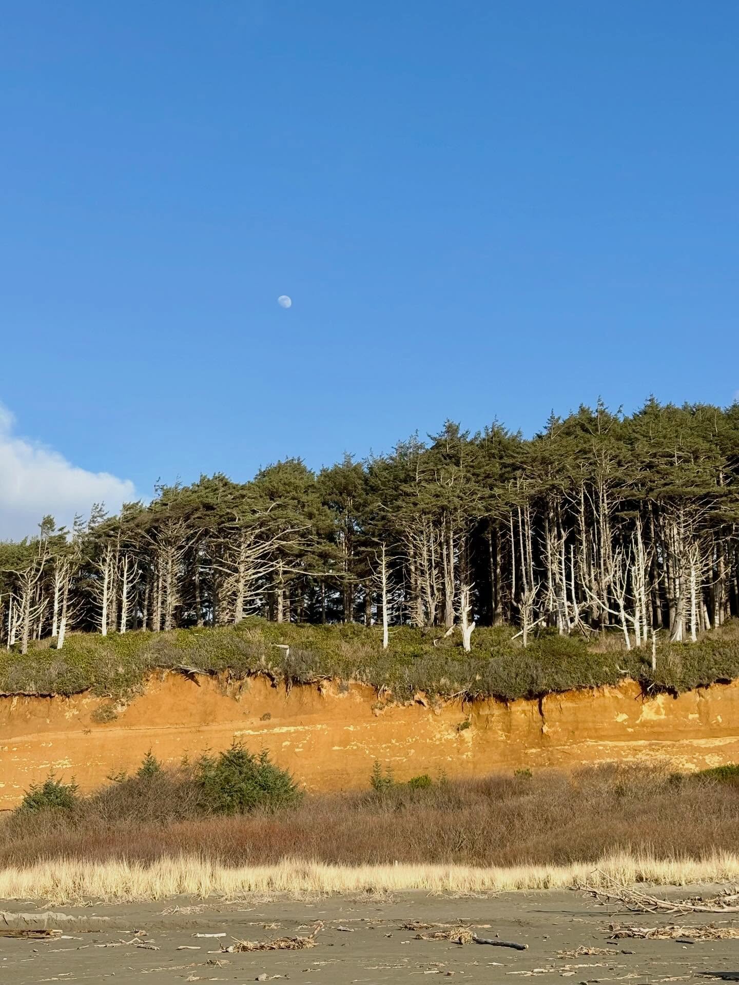 Copalis Beach Van Rally
Sprinter Owners Group PNW
Day 1 &mdash; February 27, 2026 (forgot to post)

I love these photos of the almost full moon above the trees on the cliffs! 🌔🌲🌊

I try my best to post photos from my trips in order due to my perfe