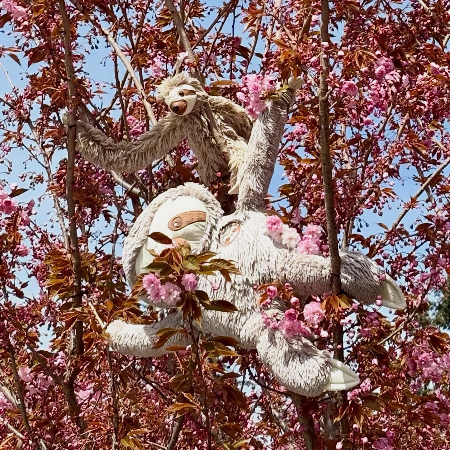 I love that Bellingham has embraced the sloth as a symbol of our city! My neighbors put one in one of their cherry blossom trees on the main road and I just love it so much! It appears many others do as well because they got a package delivered to th