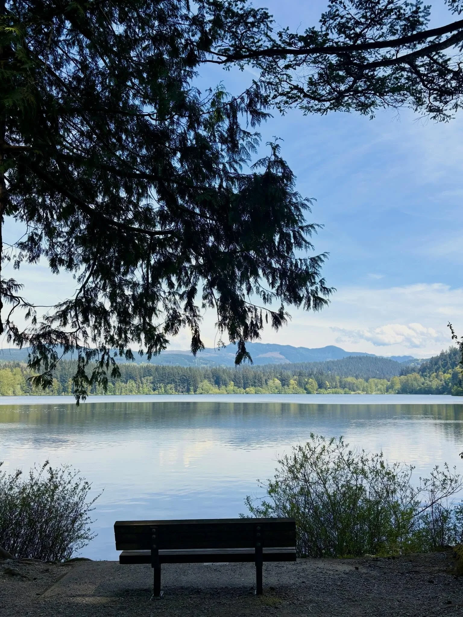 Always love walking around Lake Padden! This time my friend Ann showed me the gorge trail along the creek and we enjoyed checking out all the native plants blooming along the trail! 🌿
