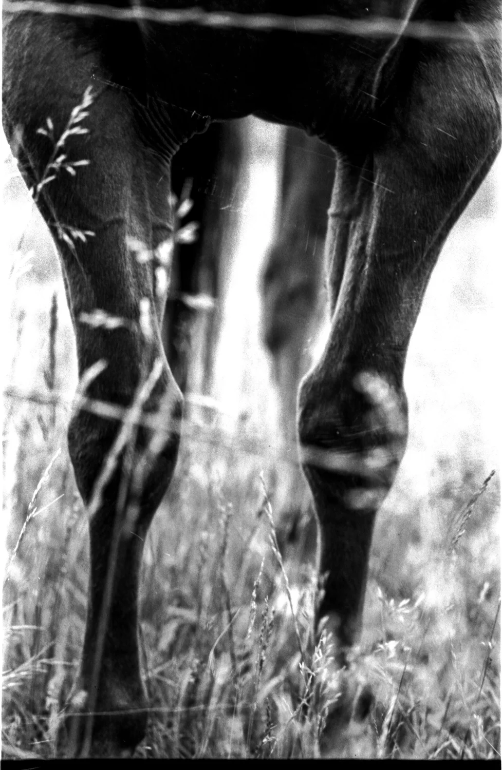 horse-11.jpg