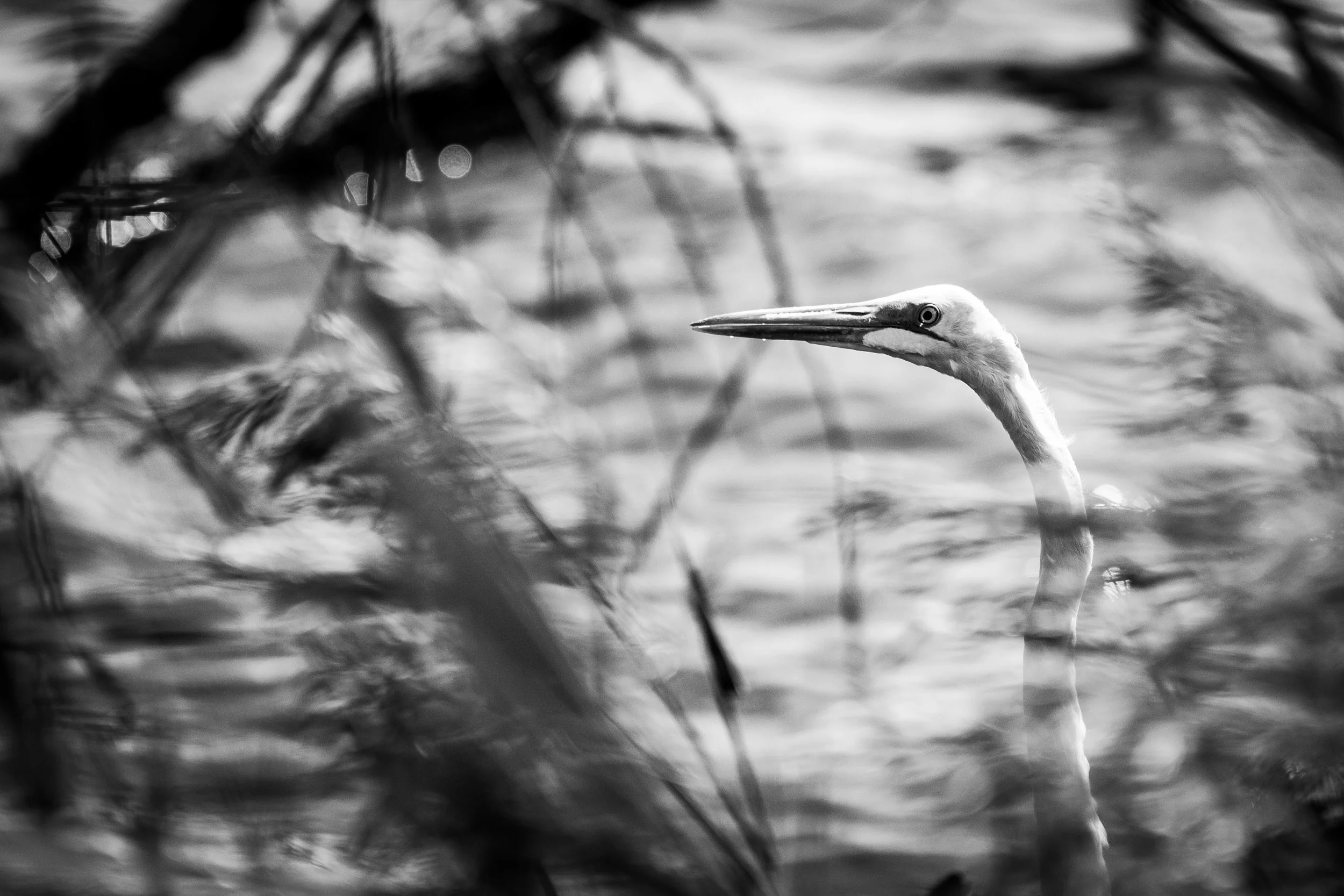 Bird+2-9901.jpg