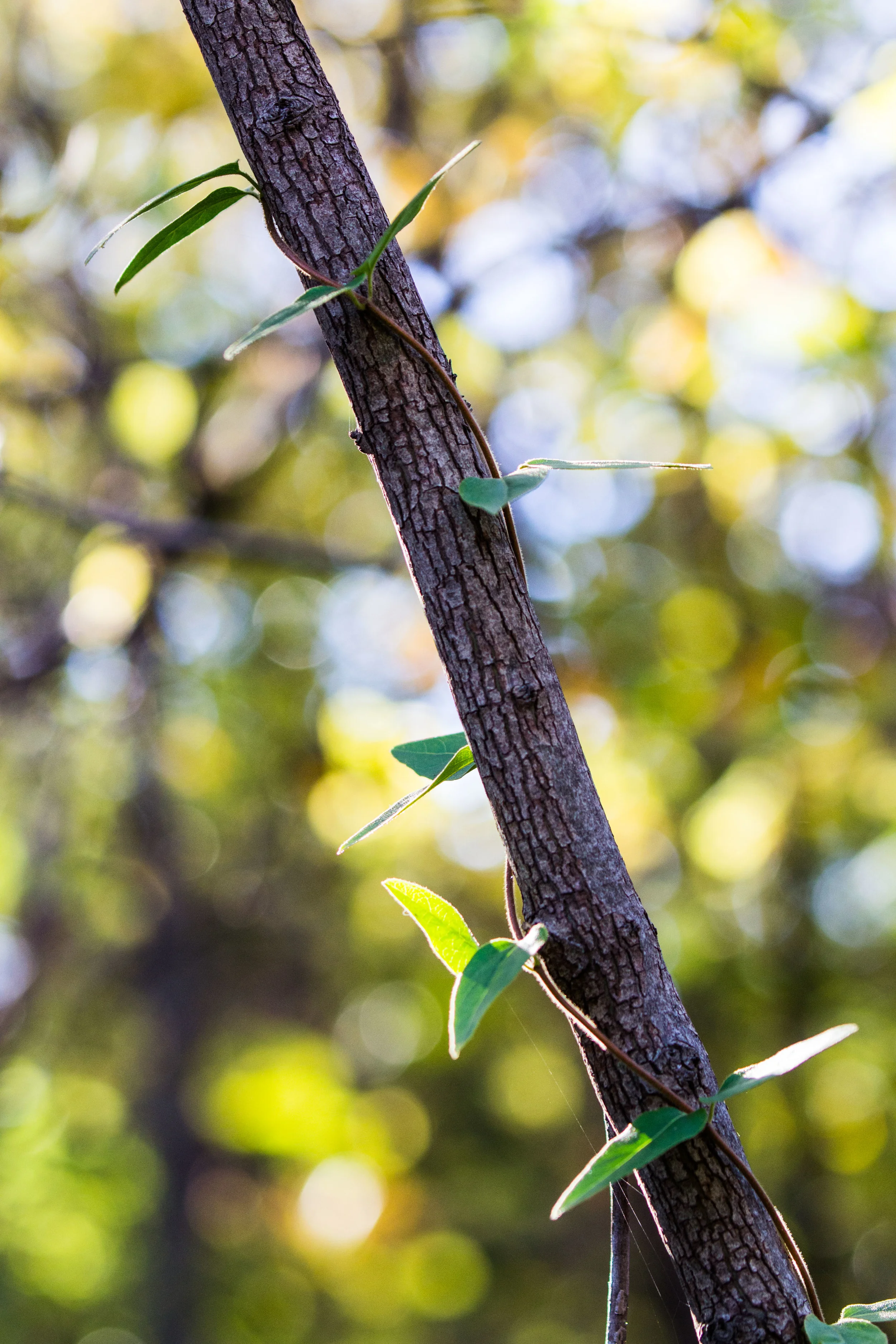Vine-2007.jpg