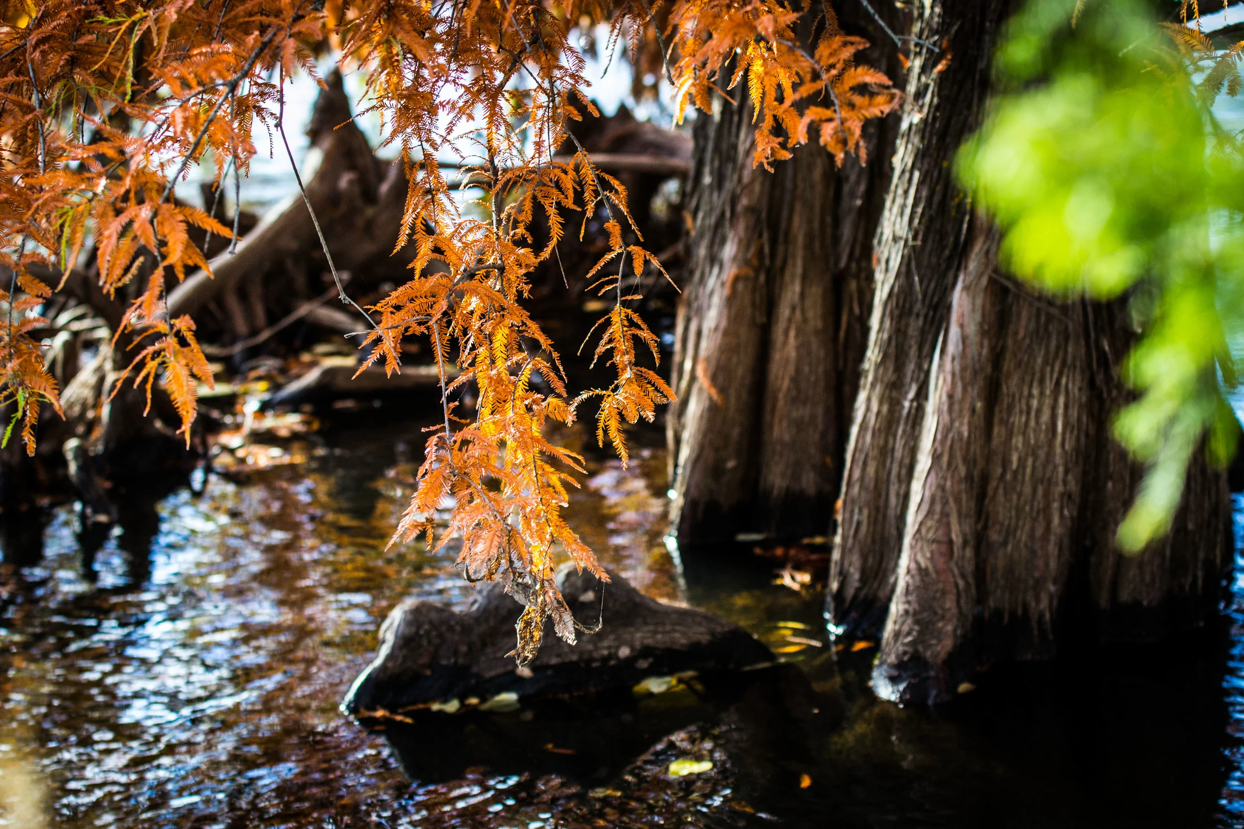 Fall+Color-2046.jpg