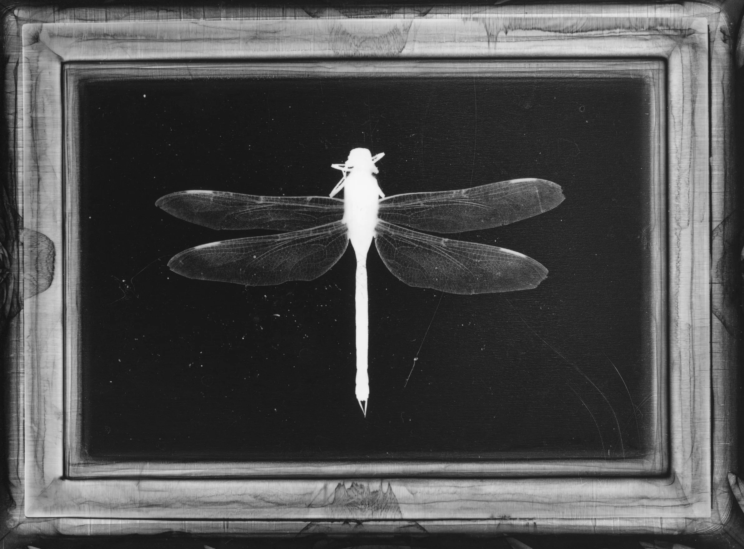 5large dragonfly.jpg