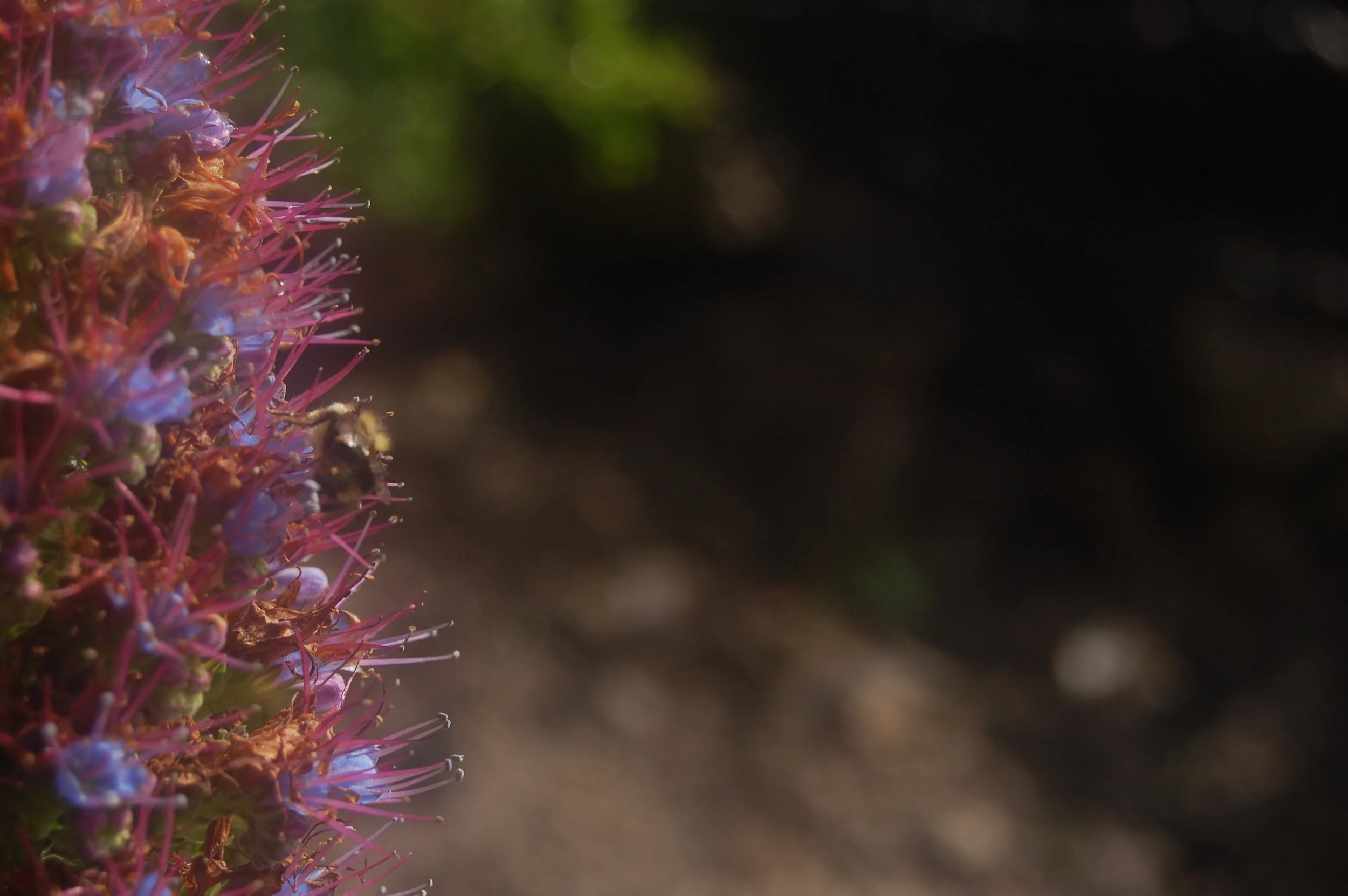 Bee Closeup.JPG