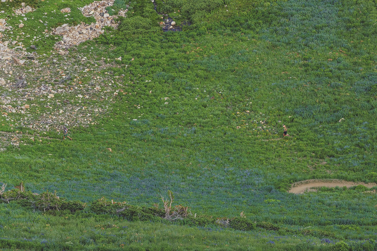 SpeedGoatMorning-4283resize.jpg