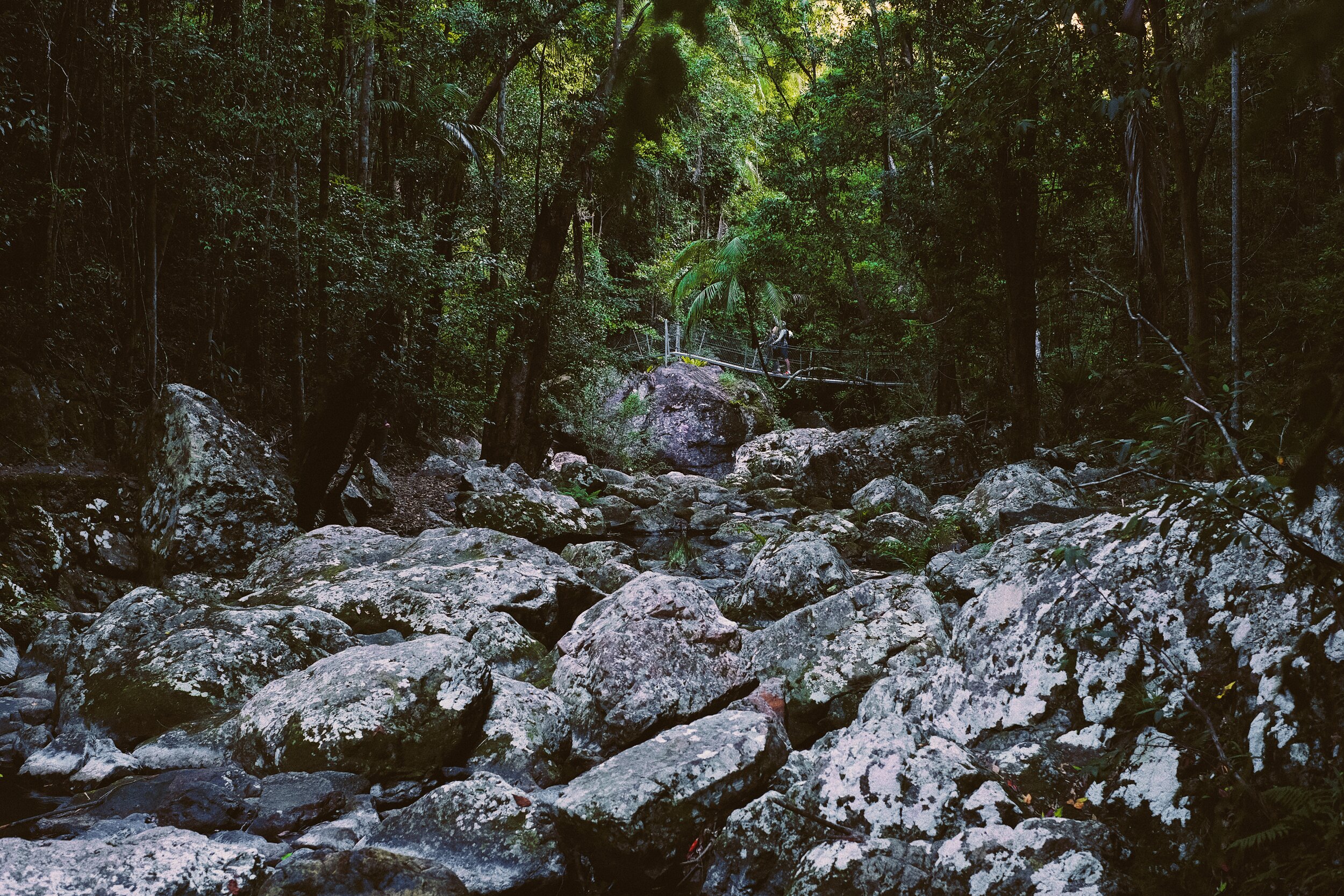 Forest Trail