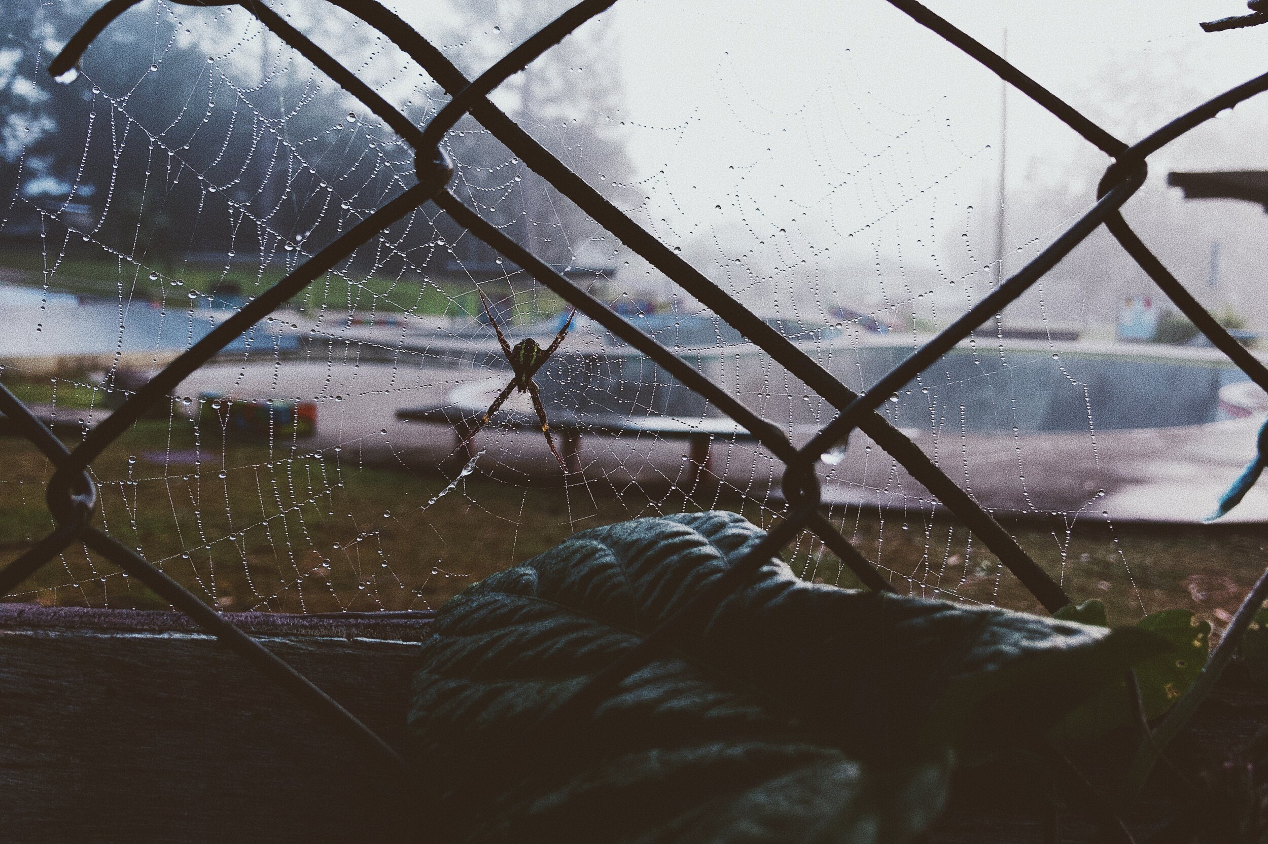 Spider