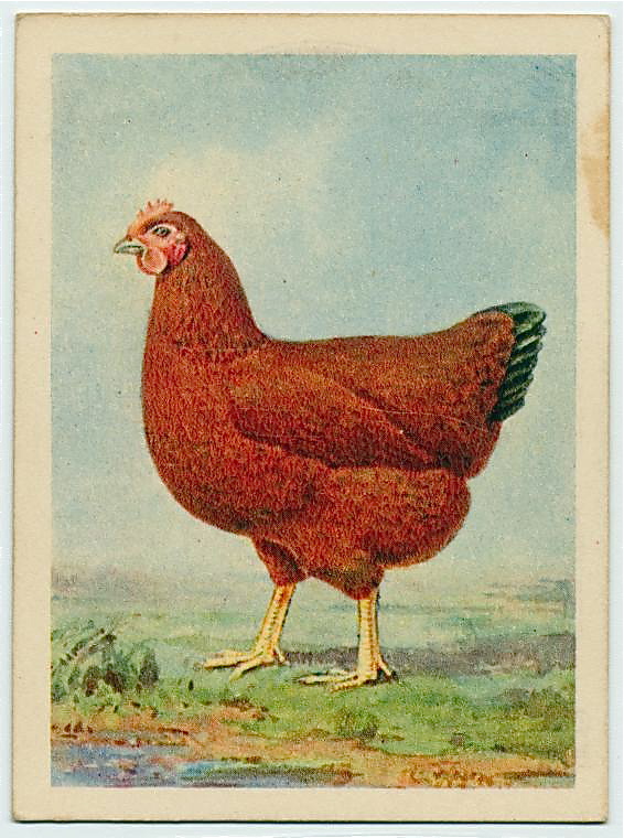 Rhode Island Red from United Tobacco Co. "Farmyards of South Africa" series (c. 1918-1943). via The New York Public Library