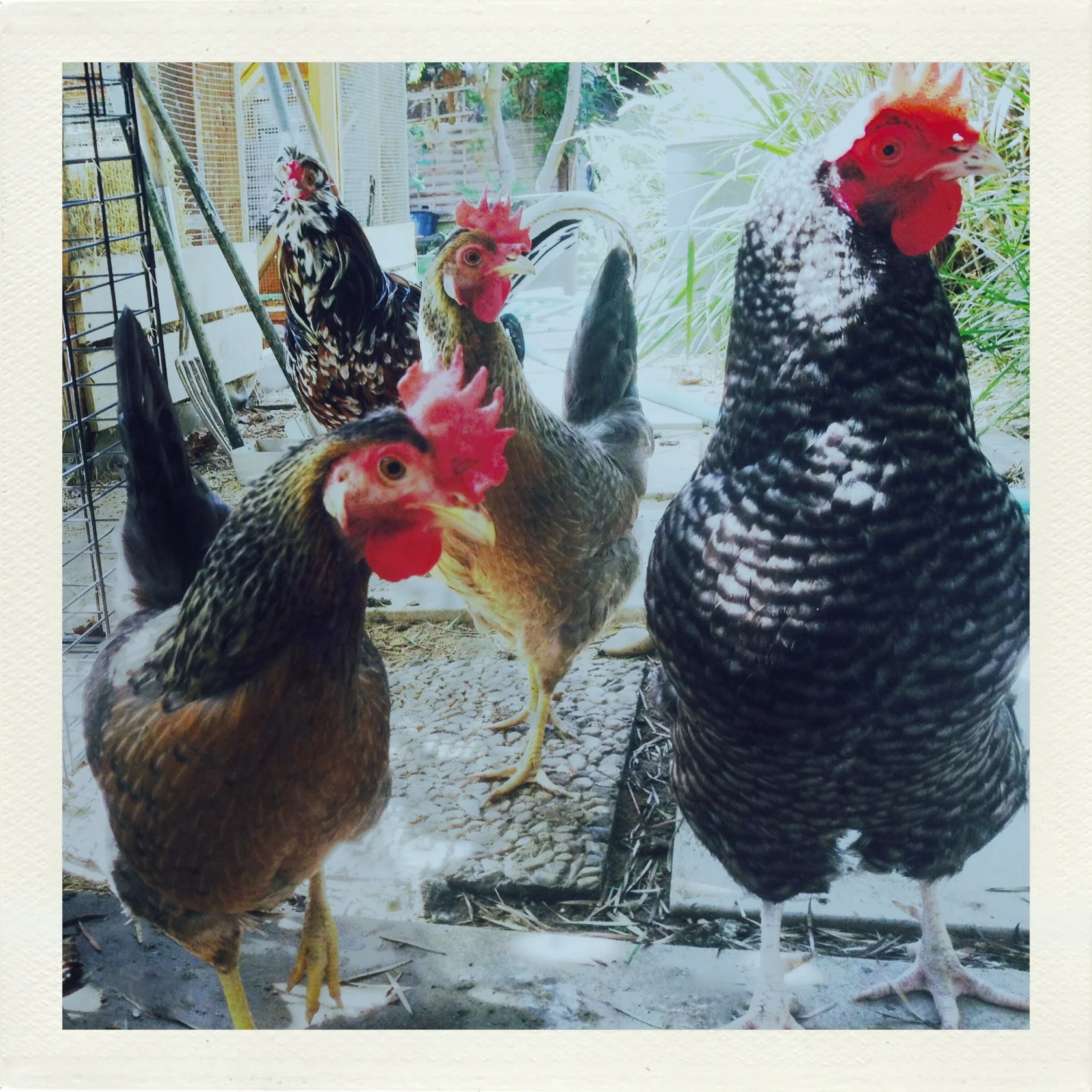Here are Hedy, Pickles, Zelda, and Horatio bringing up the rear.
