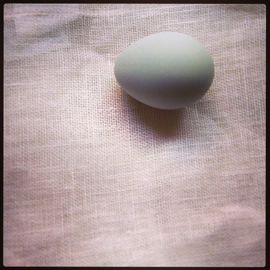 A blue egg from one of my Cream Legbars, Hedy.