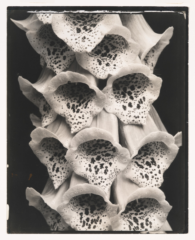 Edward Steichen (1879–1973), Foxgloves, France, 1925. Gelatin silver print, 9 15/16 × 7 15/16 in. (25.2 × 20.2 cm). Whitney Museum of American Art, New York; gift of Richard and Jackie Hollander in memory of Ellyn Hollander 2012.222. © 2014 The Estate of Edward Steichen/Artists Rights Society (ARS), New York. 