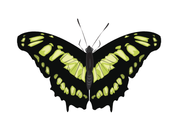 Green Mineral Malachite Butterfly