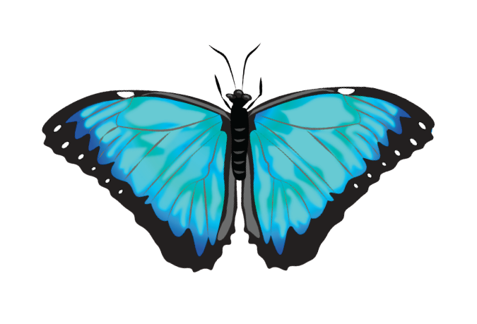 Blue Morpho Butterfly