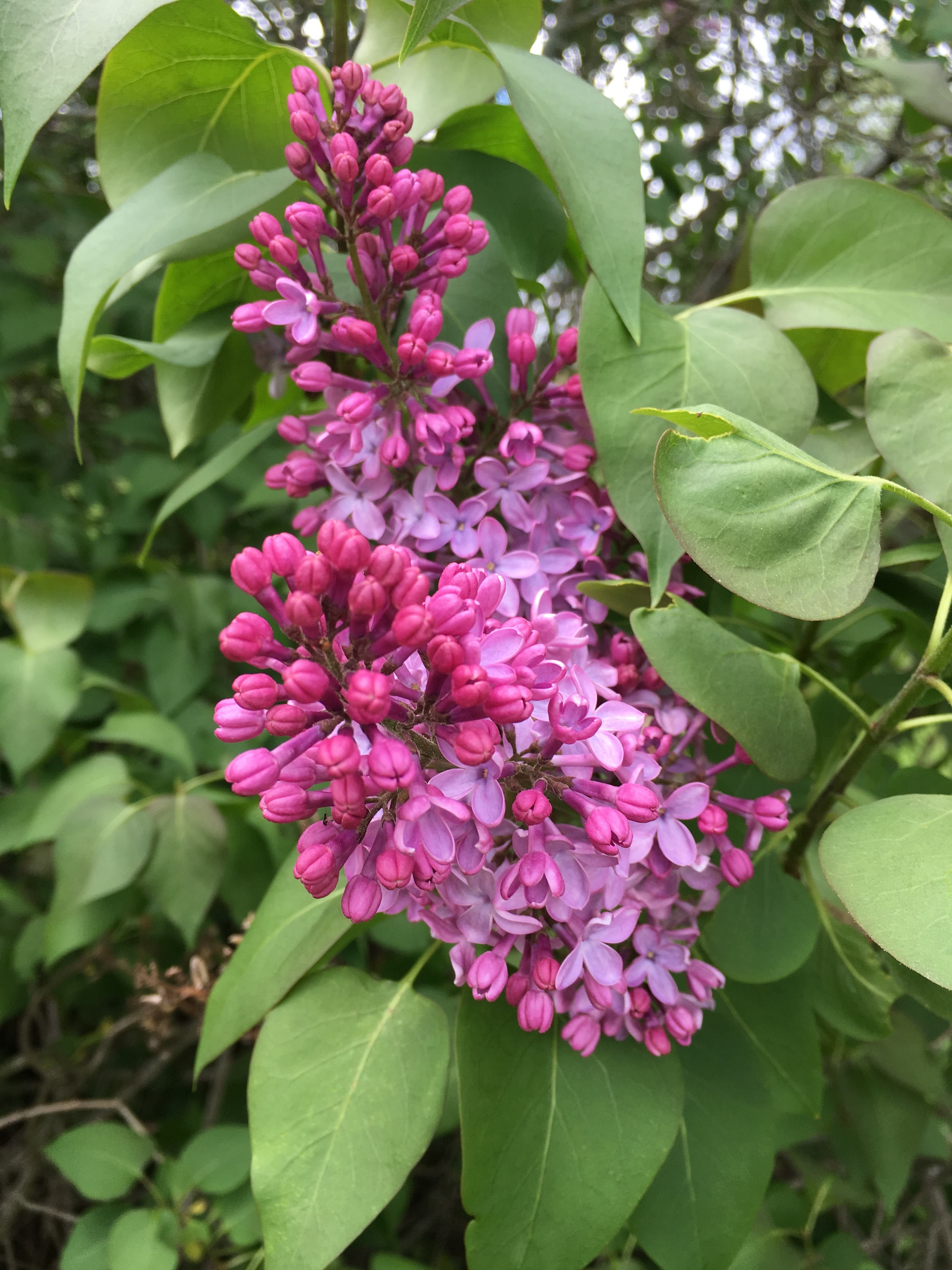 I did take some time to trim and smell one of the lilacs today. 