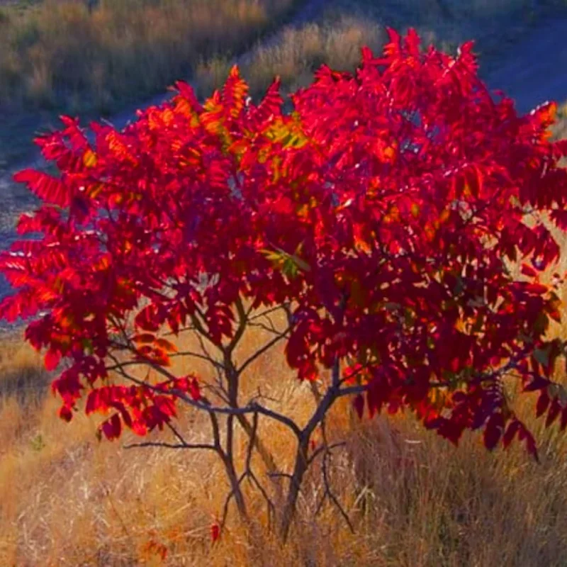 2-Sumac-Trees-Live-Plants-Bareroots-12-18-Inches-Tall-Priarie-Flame-Leaf-Sumac-Change-Color-In-Fall-Deciduous-Shrub-Small-Tree-Plant-for-Garden-0-3218670391.webp
