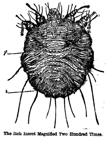 itch insect.png