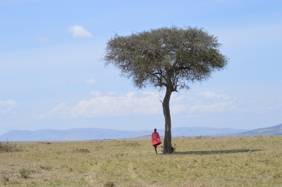 Maasai under Acacia tree