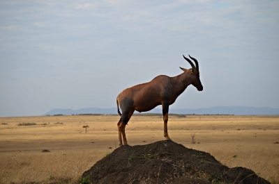 Topi "displaying" for the ladies, Masai Mara