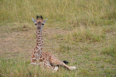 Baby giraffe, Masai Mara