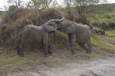Elephant teenagers playing