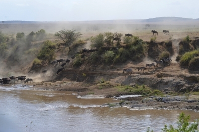 Wildebeest crossing the Mara River, great migration, Kenya