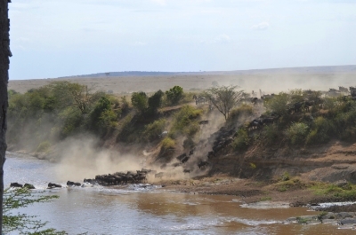 Wildebeest crossing the Mara River, the great migration, Kenya