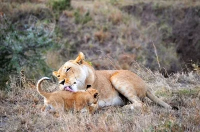 Lioness and cub, bath time