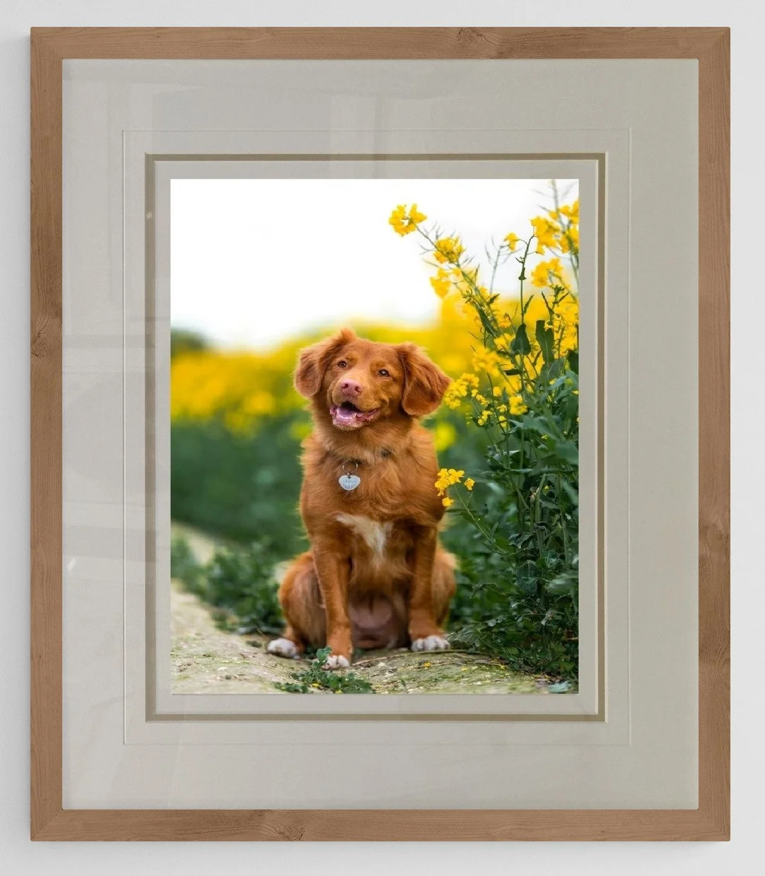 Professional custom framing for a pet portrait of a dog, featuring archival-quality materials and a natural timber frame at Art Reflection Mosman.