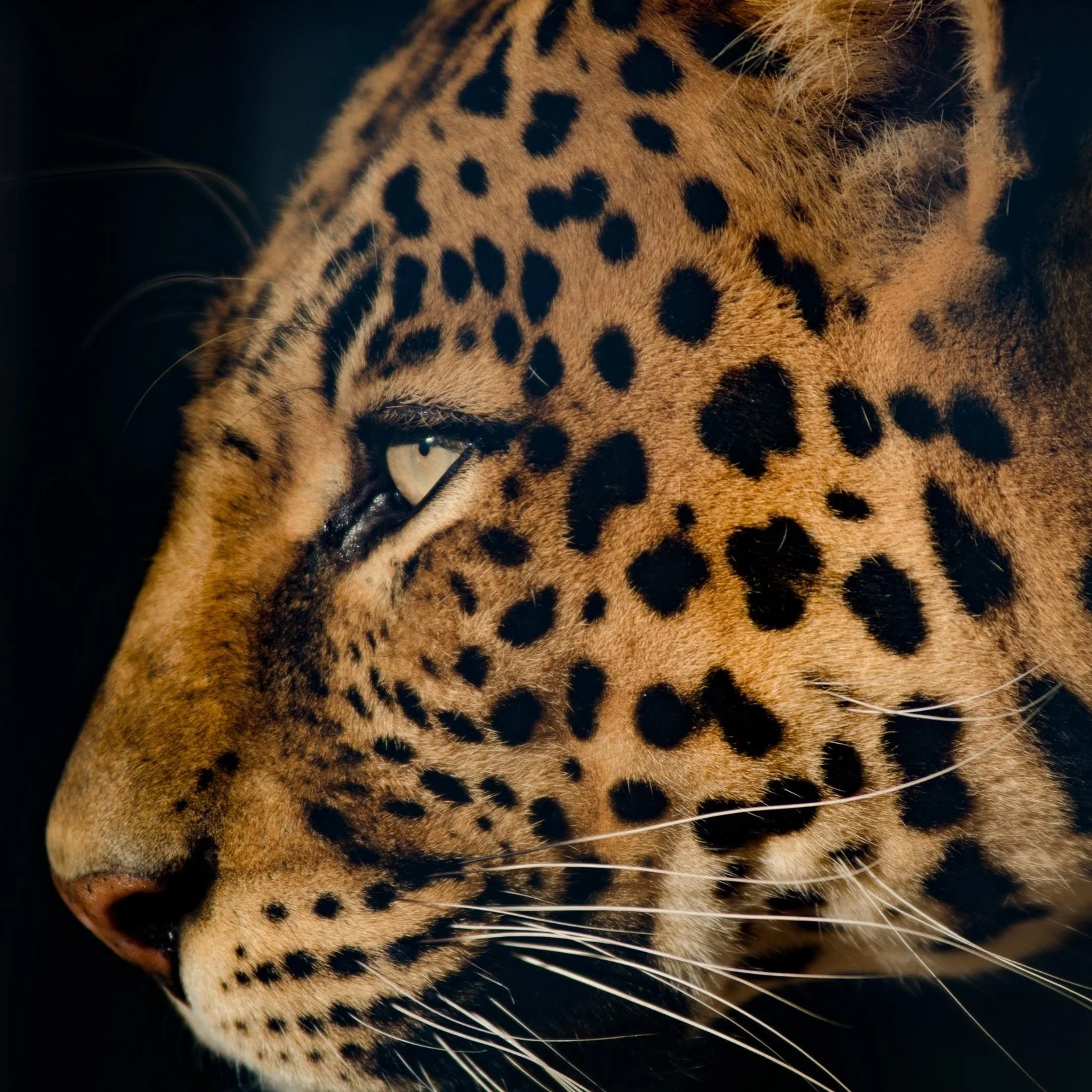 Close-up photography of a leopard, wildlife wall art prints available to buy online