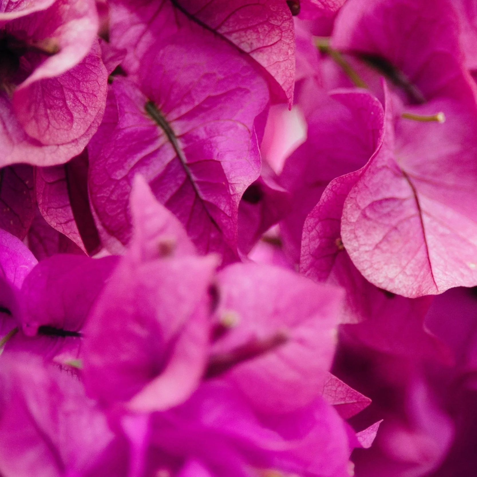 Beautiful floral and botanical art prints available to buy online