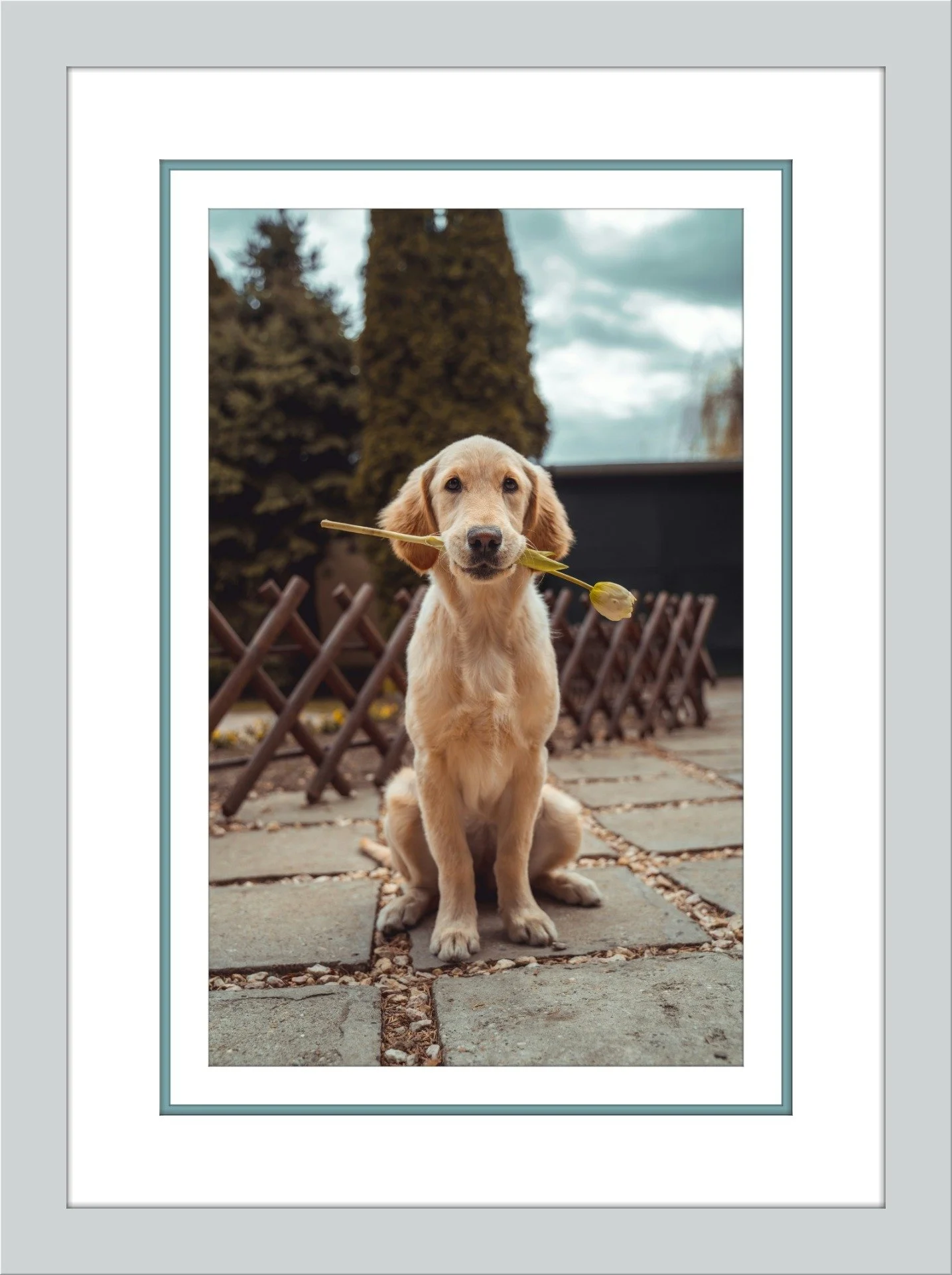 "A custom-framed pet portrait of a golden retriever sitting outdoors with a stick in its mouth, featuring a white mat board and a natural timber frame."