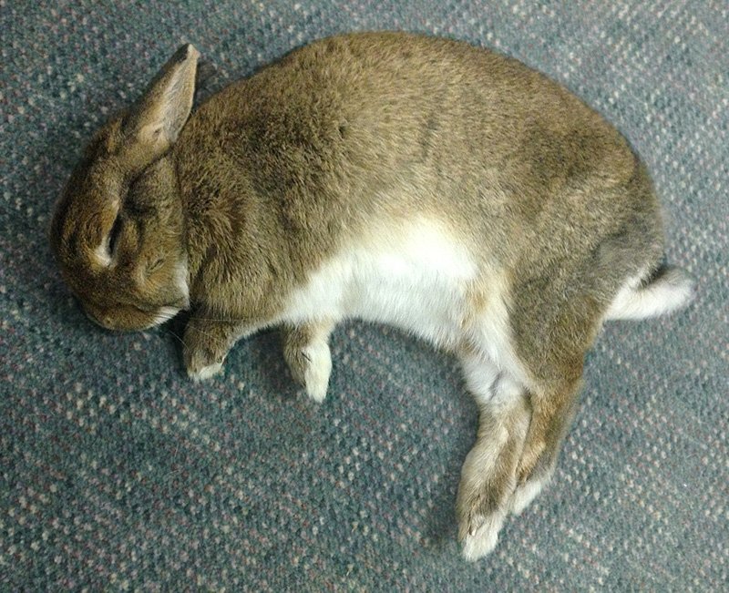 rabbits sleeping.jpg