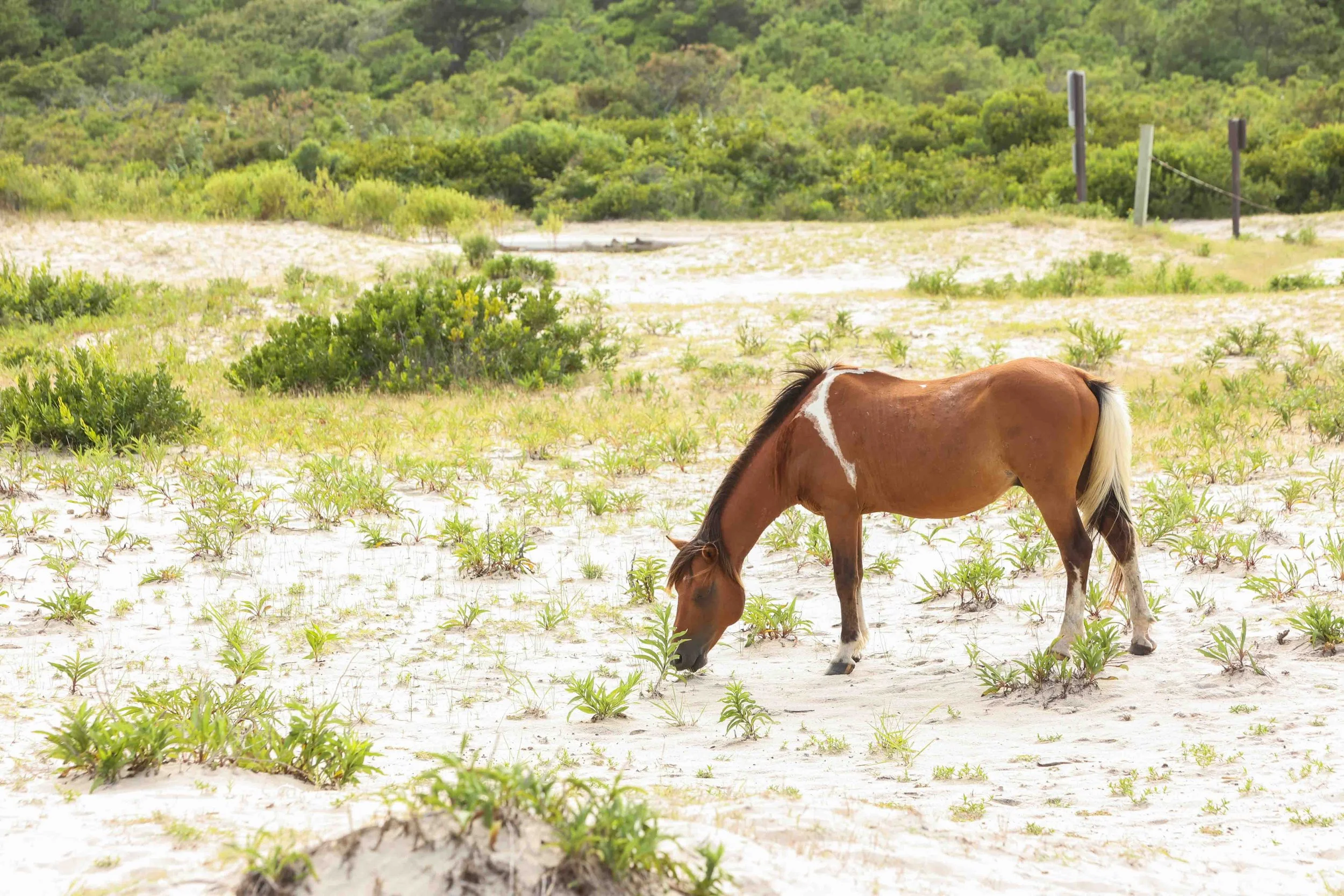 Assateague-Island-Surprise-Proposal (Photo by www.jonflemingphotography.com)-27.jpg