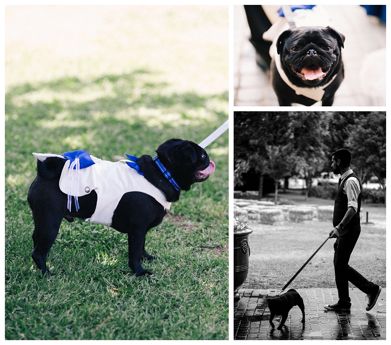 Dogs in wedding | | Beka + Con | Sydney Polo Country Club | Photography | Photo Booth | Stop Motion