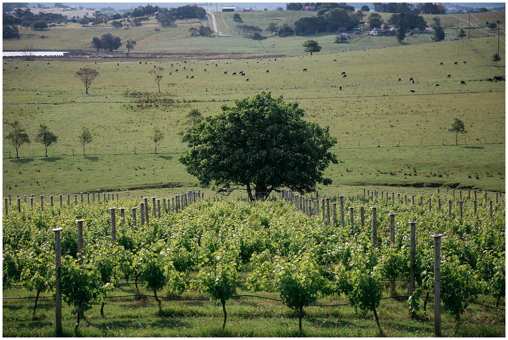 Cupitt’s Winery and Kitchen Ulladulla Wedding Photographer Studio Something_0295.jpg