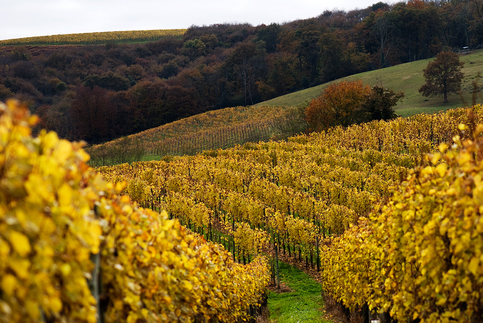 Vineyards in Jurançon - image: AMC Photography
