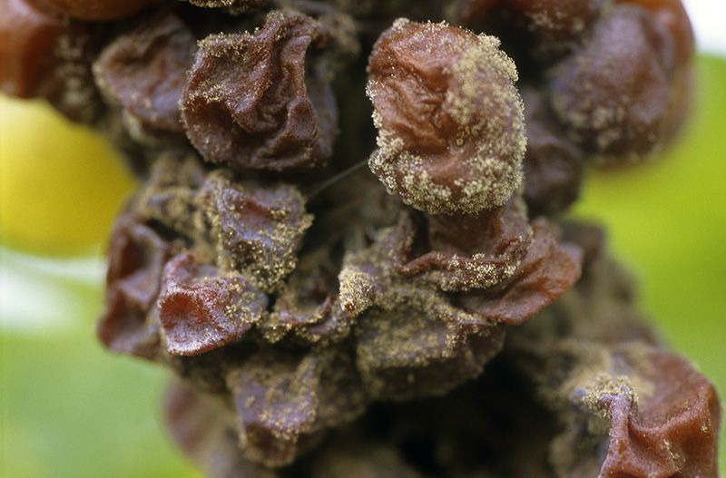 The Fungus (Botrytis Cinerea) Used In Grapes From Sauternes - image www.chateaucoutet.com