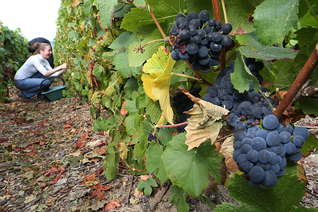 The French Champagne Region - image: bloomberg.com