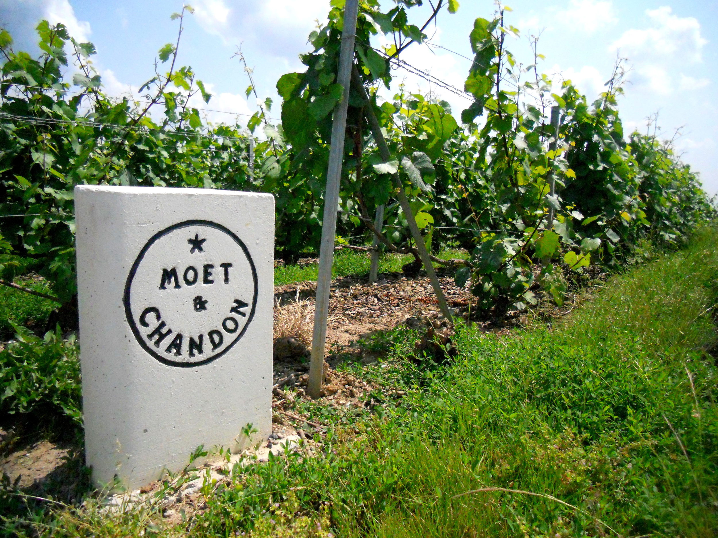 Moët et Chandon, One of the Leading Champagne Producers in the World - image: zastavki.com