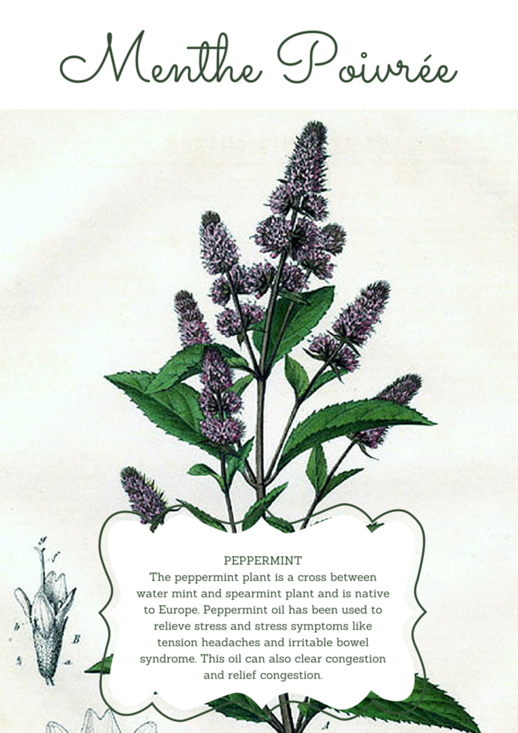 For pain relief (allergies or headache), apply 1 drop of menthe poivrée (oil) to the base of your neck twice per day! (See anatomy translations below).